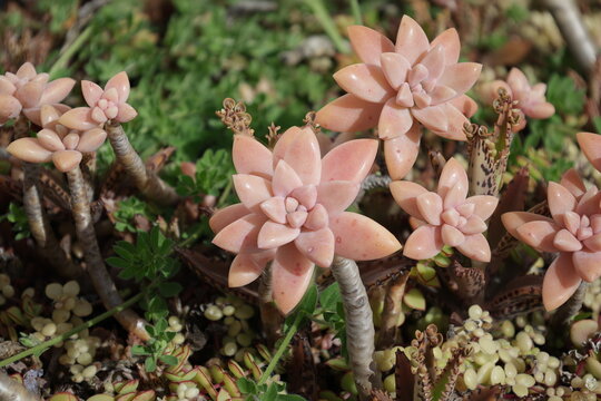 Pink graptosedum alpenglow succulent plants growing in garden