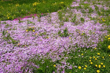 Obraz premium Field of vibrant purple phlox flowers blooming with yellow dandelions in lush green grass