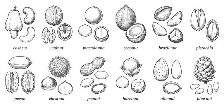 Nut sketch set with walnut almond peanut cashew hazelnut and pistachio