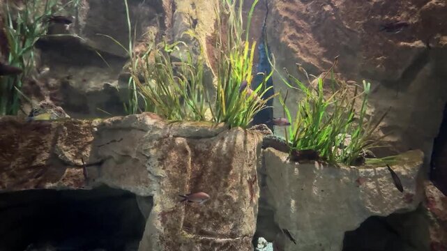 Pesci e piante in un acquario