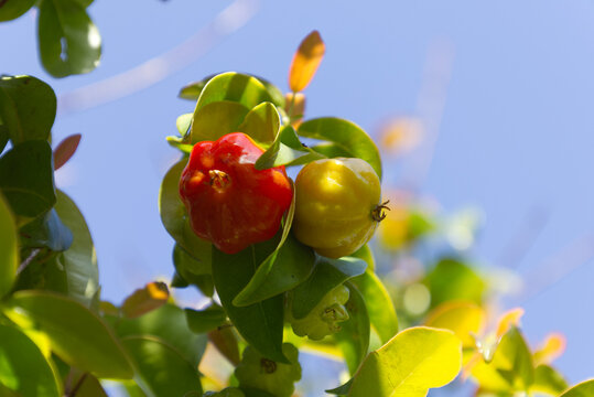 Surinam cherry fruit developing on tree branch