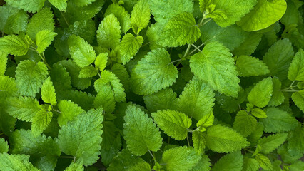 Fresh mint leaves growing in garden bed close up, green herbal foliage background © UpStockIt