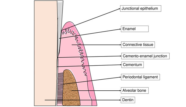 Periodontium Anatomy and Dental Attachment Apparatus Chart - Labelled