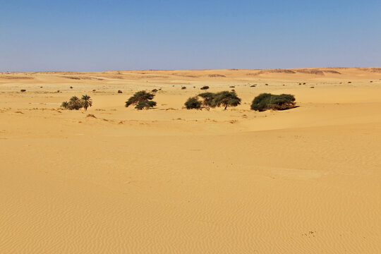 Nature of the oasis in the Sahara desert, Mauritania, West Africa
