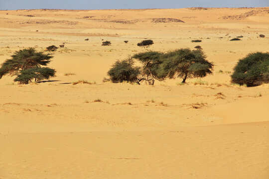 Nature of the oasis in the Sahara desert, Mauritania, West Africa