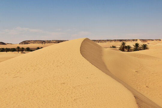 Nature of the oasis in the Sahara desert, Mauritania, West Africa