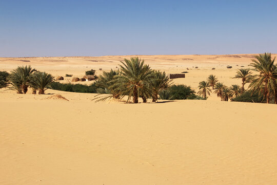 Nature of the oasis in the Sahara desert, Mauritania, West Africa