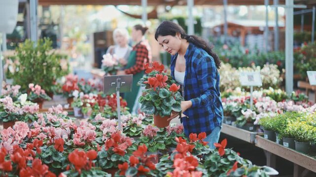 In flower shop, girl customer chooses cyclamen plant to decorate room, balcony, terrace. High quality 4k footage