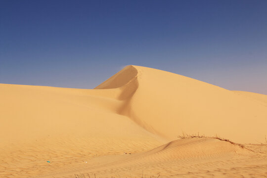 Nature of the oasis in the Sahara desert, Mauritania, West Africa