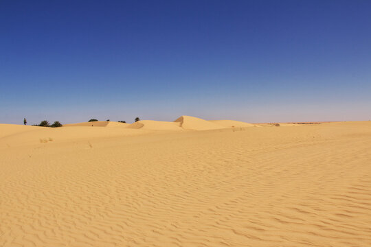 Nature of the oasis in the Sahara desert, Mauritania, West Africa