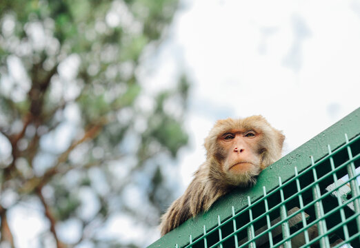 Curious macaque monkey resting its chin on a green metal mesh fence with blurred forest trees in the background under daylight at Xianagshan Temple, Ningbo, Zhejiang, China