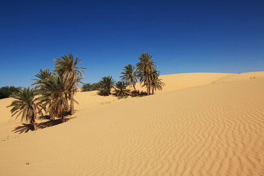 Nature of the oasis in the Sahara desert, Mauritania, West Africa