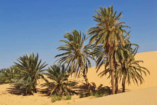 Nature of the oasis in the Sahara desert, Mauritania, West Africa