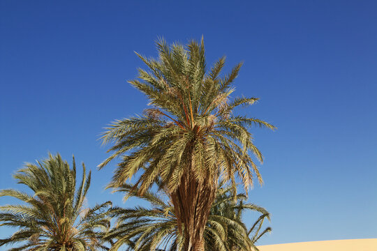 Nature of the oasis in the Sahara desert, Mauritania, West Africa