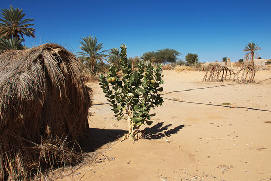 Small village of Tawareg in Sahara desert, Mauritania, West Africa