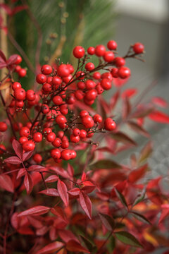Scarlet berries emerging from cluster of lance-shaped crimson leaves, their glossy surfaces catching soft ambient light, creating a dreamy seasonal scene rich in color and natural holiday decor.
