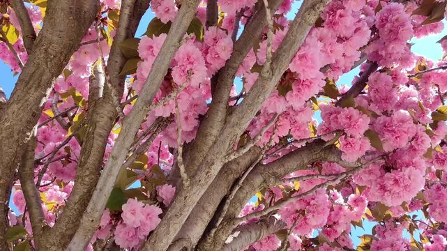 Gentle breeze swaying pink cherry blossom Kanzan tree branches against clear blue sky
