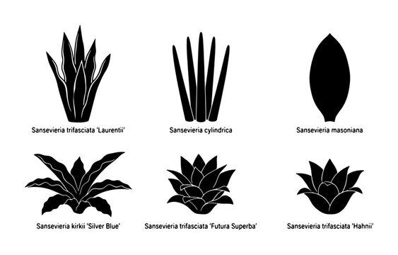 Sansevieria Plant Silhouettes, 6 Vector Icons Set: Snake Plant, Laurentii, Cylindrica, Masoniana, Silver Blue, Futura Superba, Trifasciata Hahnii, Botanical Illustrations for Decor & Design