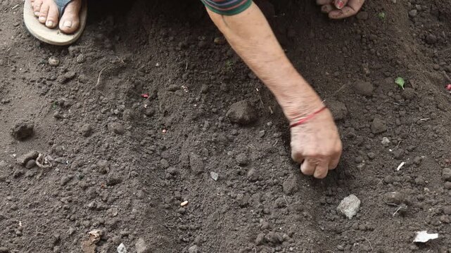 Raw video footage of a farmer hand planting bean seeds in agricultural soil in Uttarakhand India showcasing traditional farming and rural cultivation practices.