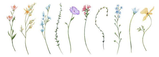 Spring summer flowers set  individual elements. Watercolor colorful wildflower floral clipart  flower meadow herbs leaves. Wedding invitation  fashion  background  textile. © yuliia lashevska