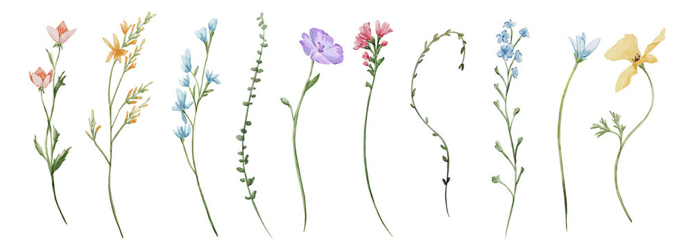 Spring summer flowers set; individual elements. Watercolor colorful wildflower floral clipart; flower meadow herbs leaves. Wedding invitation; fashion; background; textile.