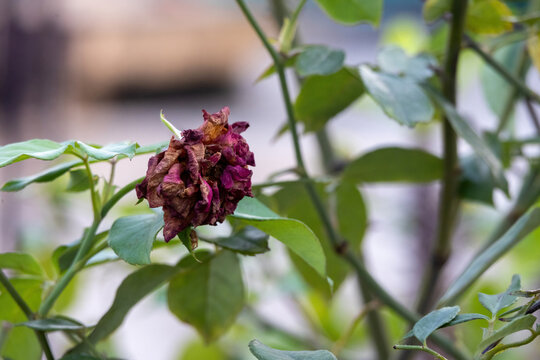 A single withered dark red rose flower drying up on a green bush outdoors. Ideal for illustrating themes of sadness, end of love, fading beauty, and natural plant decomposition.