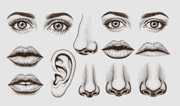 Hand drawn illustration of human facial features including eyes, lips, ears, and noses, vintage engraving style