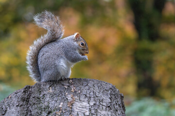 Grey squirrel (Sciurus carolinensis) feeding on tree stump amid autumn foliage bokeh, London, UK © Paul Bean