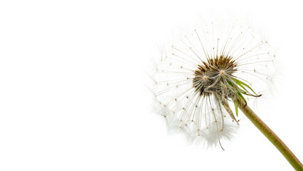 Obraz premium Single white dandelion flower seed head with soft fluffy seeds close up isolated on transparent background cut out
