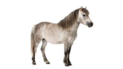Fototapeta premium Beautiful dapple gray horse standing looking majestic facing right side isolated on transparent background cut out