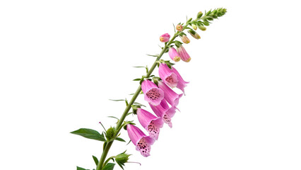 Beautiful purple foxglove flower branch digitalis purpurea close up view isolated on transparent background cut out © 1png-stock