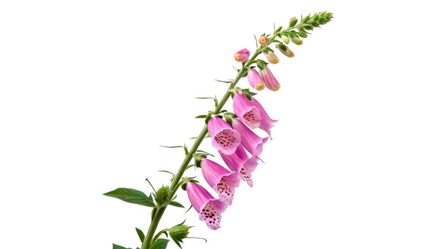 Beautiful purple foxglove flower branch digitalis purpurea close up view isolated on transparent background cut out