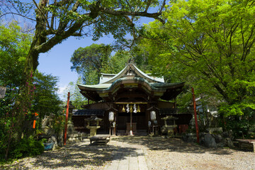 Fototapeta premium 京都 粟田神社の拝殿と新緑