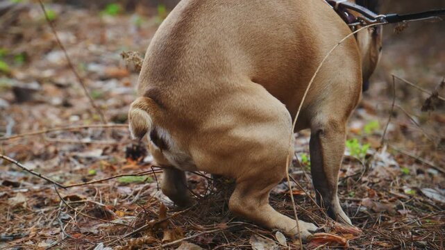Tan dog strains to poop on forest floor. Leaves and twigs surround its paws. Scene captures natural, candid pet behavior. Ideal for pet care, wildlife, or nature content