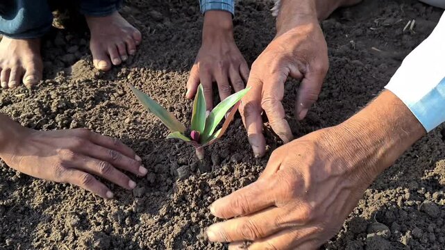 Grandfather and grandson planting a young sapling together. Environmental conservation and family legacy concept