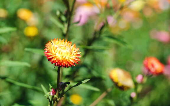 A strawflower in the garden