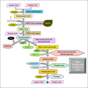 Ketogenesis and Ketolysis Metabolic Pathway Biochemistry Chart