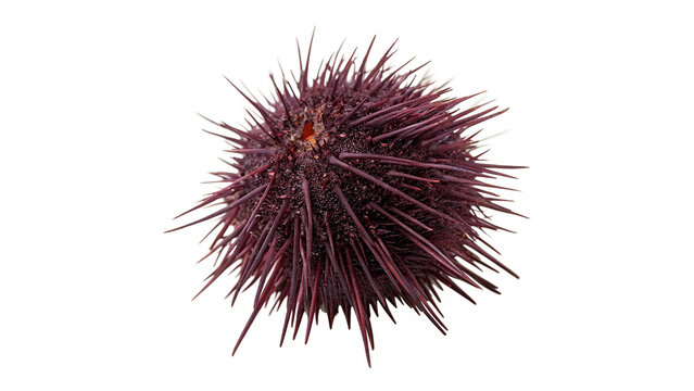 Dark purple sea urchin echinoidea marine animal with sharp long spines isolated on transparent background