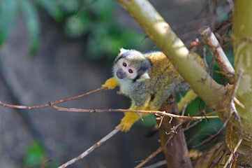 Obraz premium Petit singe