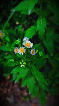 Subtle slow zoom in wild Erigeron fleabane flowers moving gently in light windClose-up 13 second video with soft gradual zoom in. Small delicate wild daisy type flowers swaying naturally 