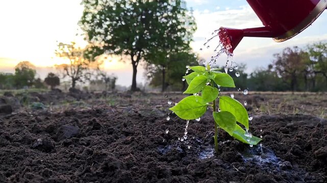 Watering a young green sapling in fertile soil with a watering can. Environmental conservation concept