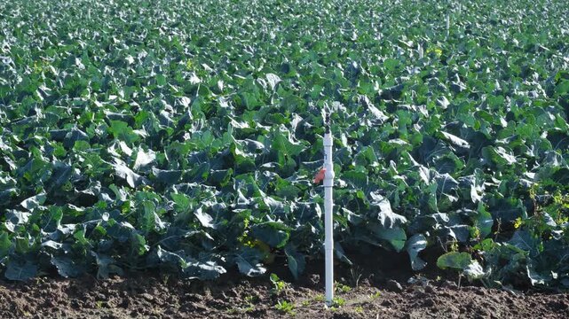 A dense agricultural field of brassica crops growing in rows across a wide rural landscape. Lush green leafy plants with irrigation standpipe fitted with a valve. Werribee South, Victoria, Australia
