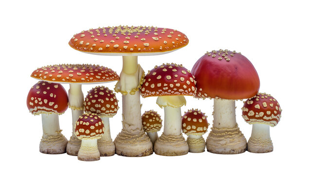 Group of red and orange Amanita muscaria mushrooms with white spots
