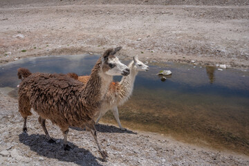 Naklejka premium Llama in the wild in Bolivia highlands - vicuna alpaca lama.
