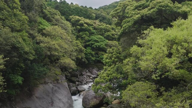 Rising over rocky stream through forested valley in mountain landscape - Yakushima, Japan