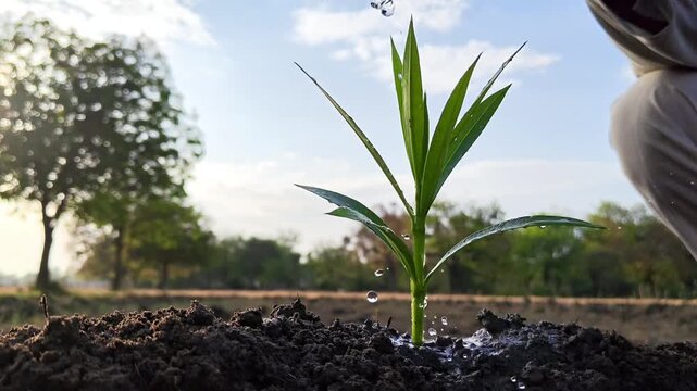 Watering a young green sapling in fertile soil with a watering can. Environmental conservation concept