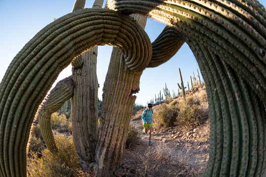 Woman runs along a desert trail lined with cactus in Tucson, Arizona.