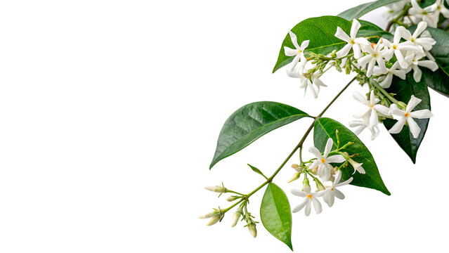 Branch of blooming jasmine flowers with intense green leaves flora element isolated on transparent background