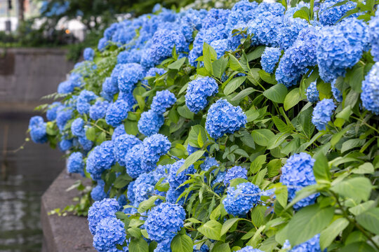 Blue hydrangea flowers blooming along a waterside in early summer