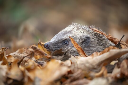 European hedgehog (Erinaceus europaeus) adult animal amongst fallen autumn leaves, England, United Kingdom